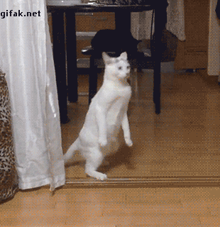 chat qui marche sur deux pattes, drole, lol, funny, cat, animal