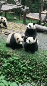 panda, pandas