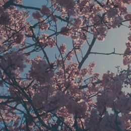 printemps, fleurs de cerisier, blossom, spring, nature
