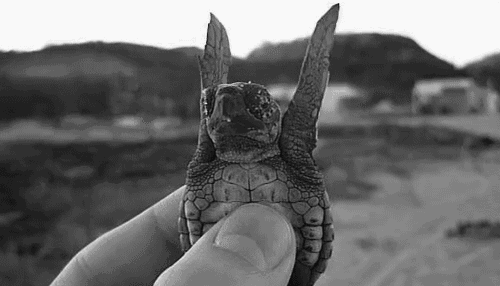 baby turtle, cute, trying to fly, black and white