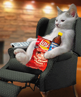 kitten with chips, watching tv, cat, chat devant la tele, television