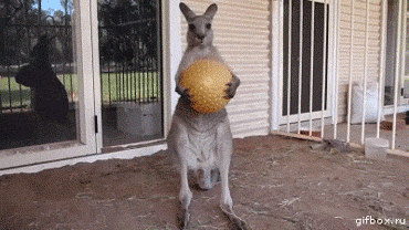 animal, kangourou, balle