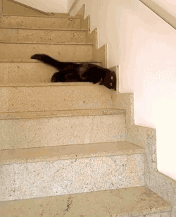 chat qui descend les escaliers