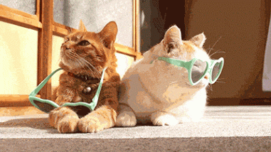 chats, lunettes de soleil, drole, animaux