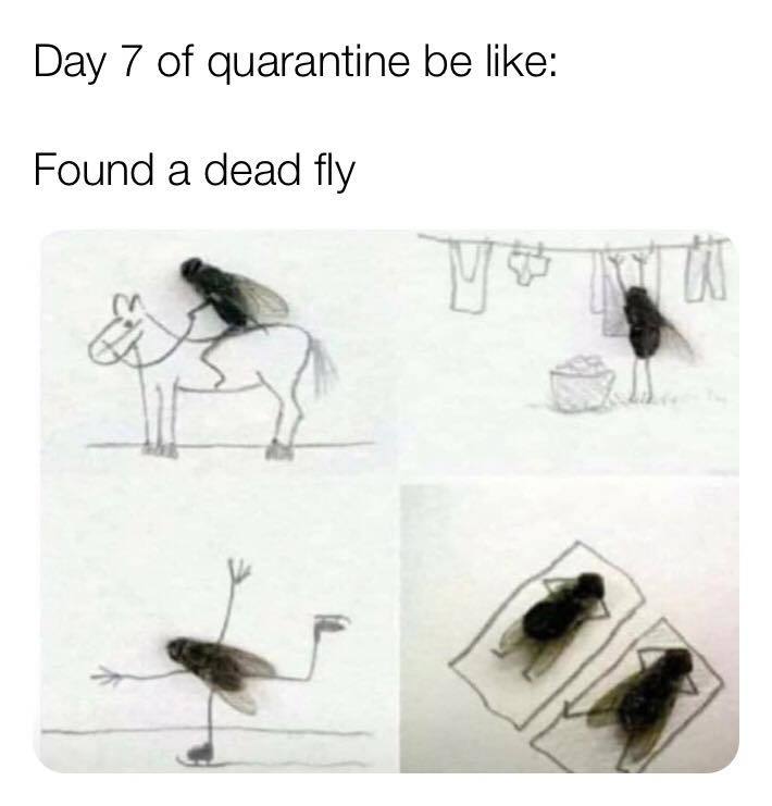 day 7 of quarantine be like, found a dead fly, coronavirus, covid19, lockdown, bored, stayathome