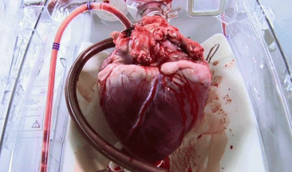 coeur qui bat, organe vital
