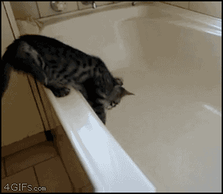 chaton, baignoire, glisser