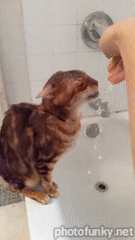 chat qui boit au robinet, eau