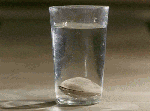 agua, fleur dans un verre d eau, coquillage