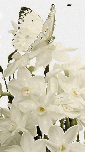 flor, fleurs blanches, papillon blanc