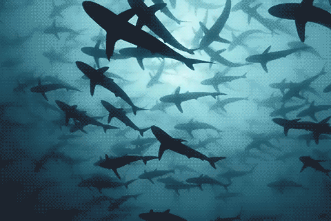 tubarão, requins, océan