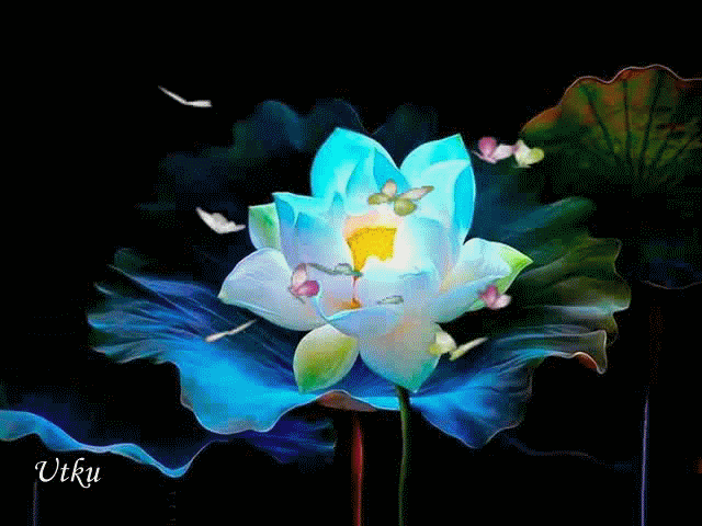 test fleur de lotus, papillons