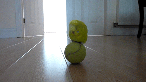 oiseau, perruche qui joue avec une balle de tennis