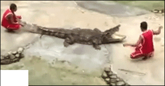 crocodile qui se rebelle, manger son dresseur