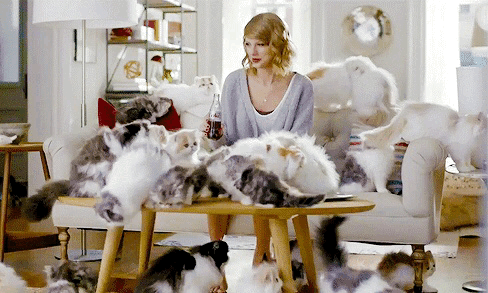 taylor swift, chats, chatons, animaux