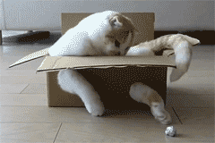 chat coince dans une boite, jouer, animal, fail