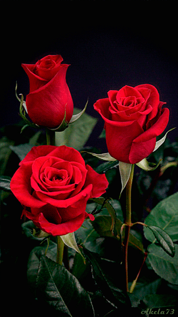 fleurs, roses rouges