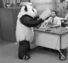 panda en colere, tout casser, bureau, noir et blanc
