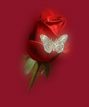 rose rouge, papillon, glitter