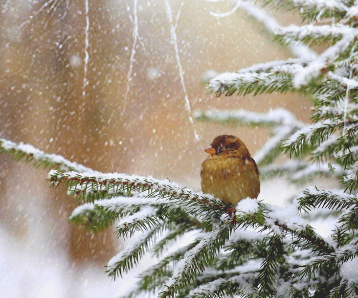oiseau, neige, nature