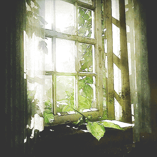 fenetre, vent dans les rideaux, window, wind