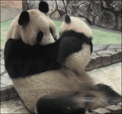 panda, maman et bebe, mignons