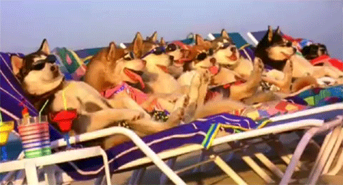 chiens, husky, bronzer, plage, bain de soleil, vacances, lol