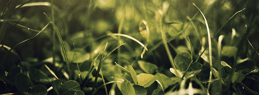 couverture facebook, facebook cover, trefles, herbe, nature, campagne