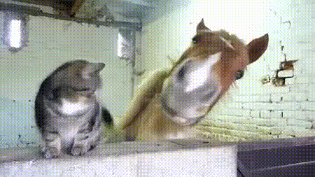 chat et cheval, calin, amitie, cat and horse, mignon, cute