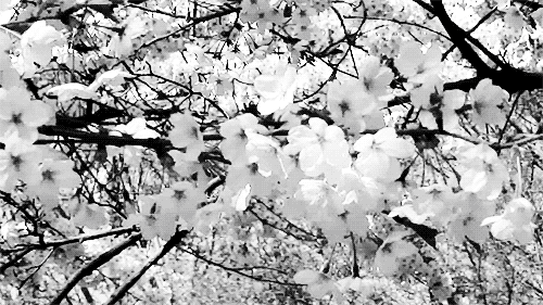printemps, fleurs de cerisier, noir et blanc, blossom, spring, nature