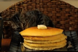 chat voleur, voler des pancakes, mignon