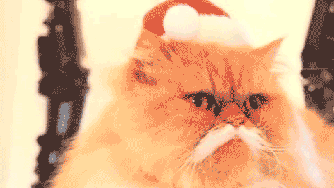 joyeux noel, merry christmas, chat, cute cat, scotish, exotic shorthair