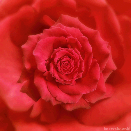 flor, rose rouge