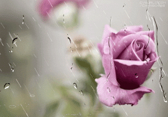 rosa, rose rose, pluie