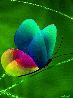 papillons multicolore, nature