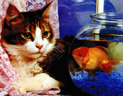 chat, poisson, aquarium