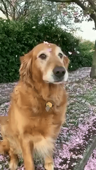 petales, chien mignon, golden retriever, cute dog