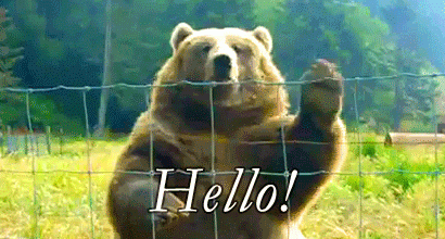 ours qui fait coucou, bonjour, hello
