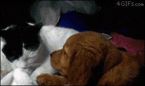 chat chien calin bisous amis animaux mignon Image, GIF animé