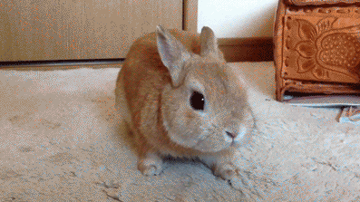 cute rabbit, lapin mignon
