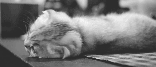 chat, scottish fold, animal, mignon, noir et blanc
