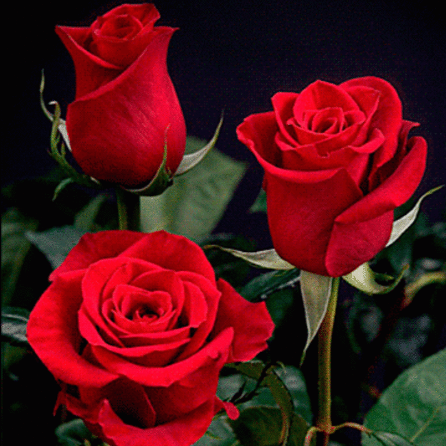 roses rouges, fleurs