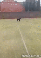 chien qui fait une pirouette, filet de terrain de tennis, fail