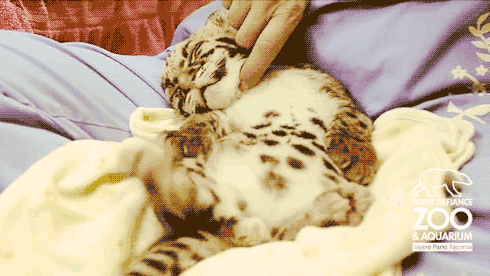 bebe tigre, dormir, calin, animal, mignon, cute