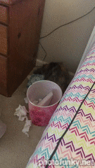 chat, tête coincée dans une boite de mouchoirs