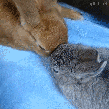 lapins, lapin, bisou, animal mignon, calin, hug, cute bunnies, bunny