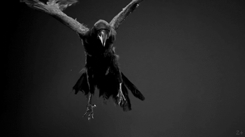 oiseau, corbeau en plein vol, noir et blanc