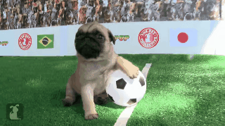 carlin, chien, football, animal, mignon, cuteness, pug