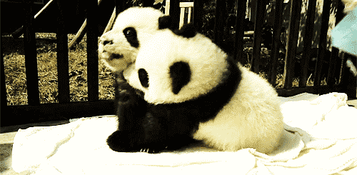 panda, bebes pandas, animal mignon, calin