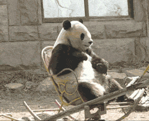 panda, chaise a bascule, animal mignon